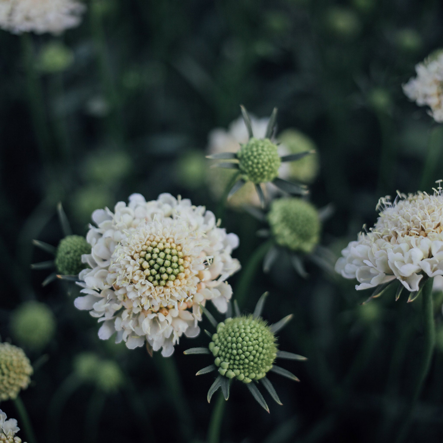 Cut Flower Garden In a Box