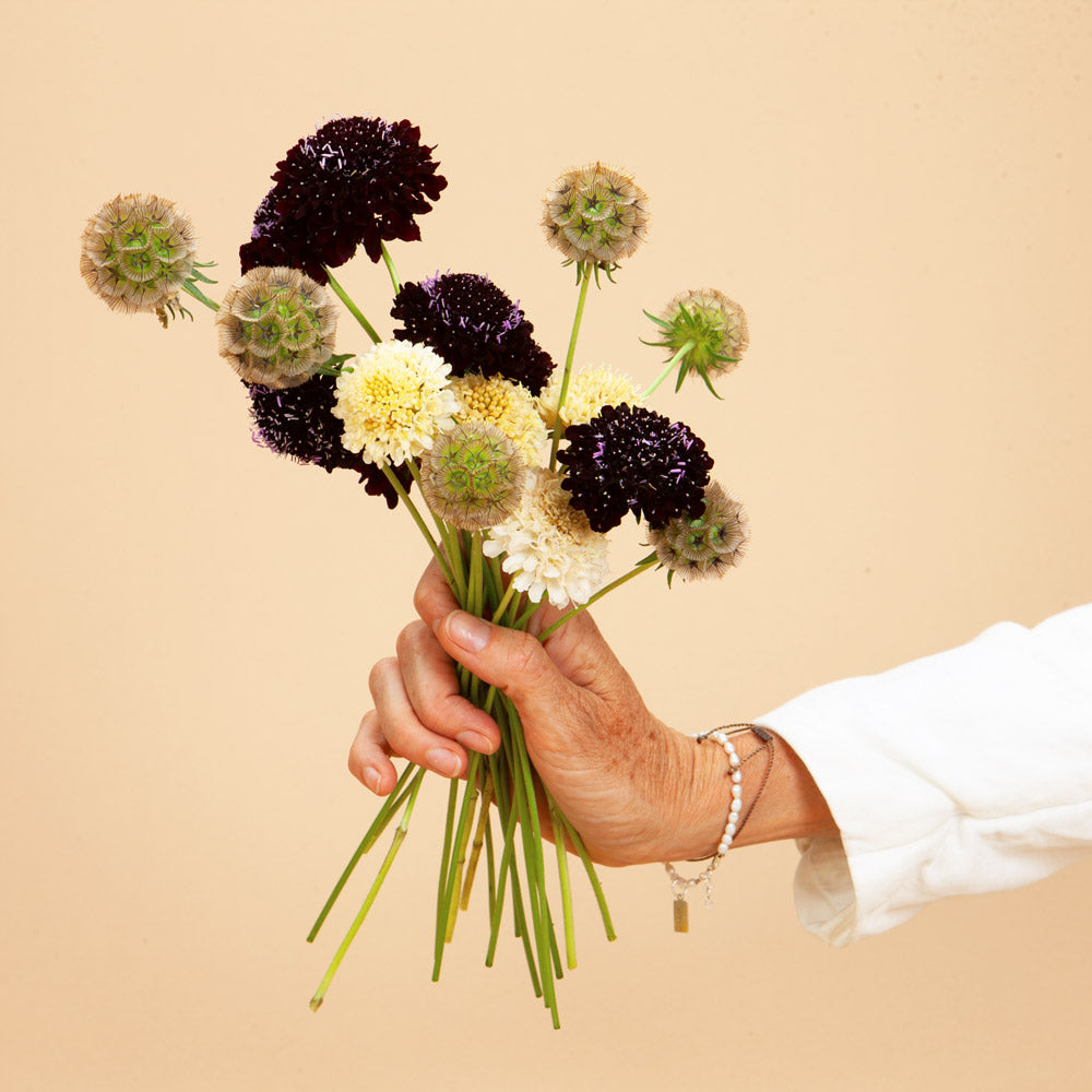 scabiosa flower seeds Scabiosa Mix Seed Bundle