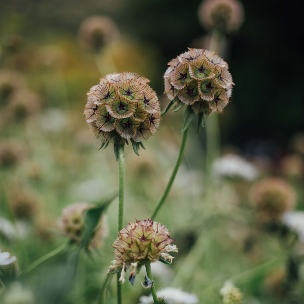 Scabiosa Mix Seed Bundle