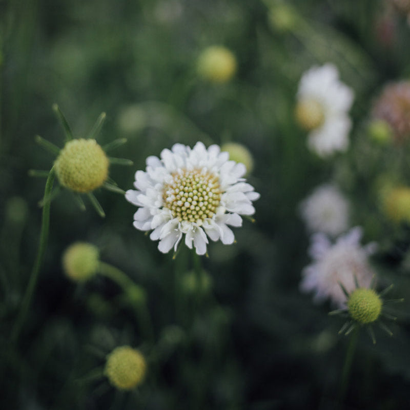 Fama Duet: 6 Scabiosa Plants