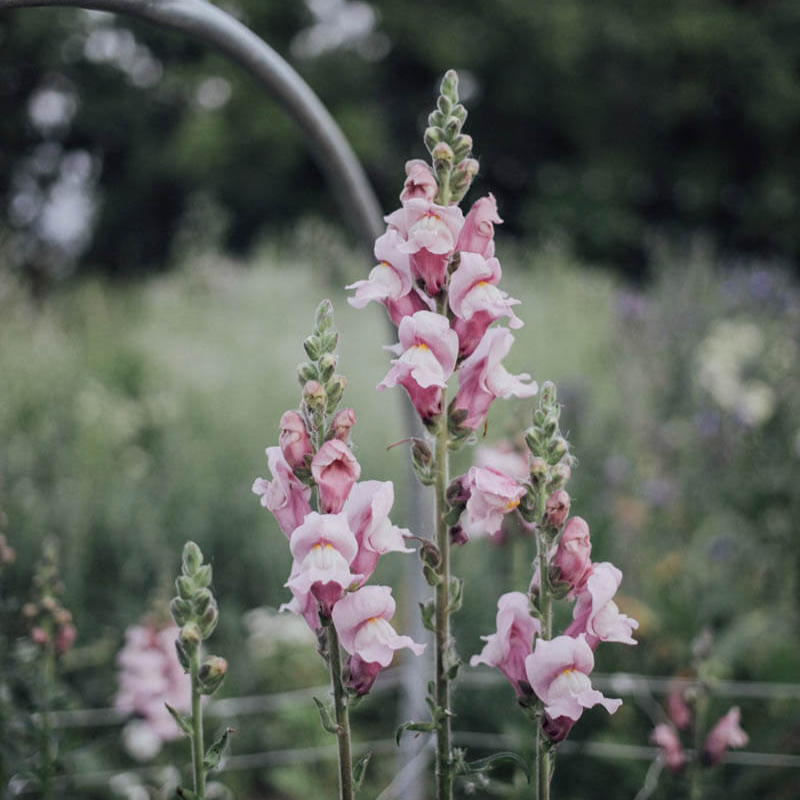 Potomac Lavender Snapdragon Seeds