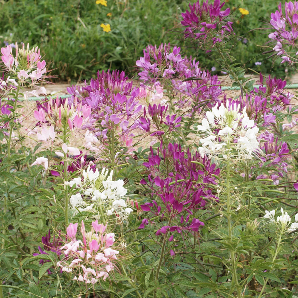 Bumble Bee Bar Wildflower Seed Mix