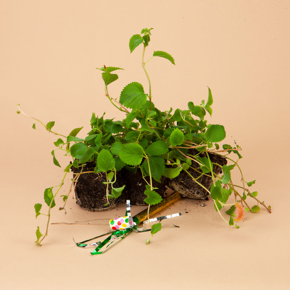 Free Gift - Mystery Plants!