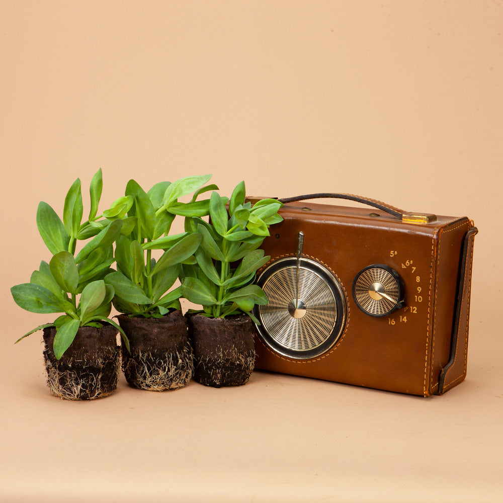 Rosanne Terracotta Lisianthus Plants