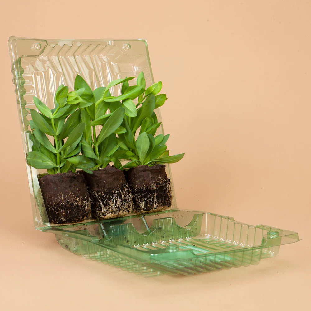 Roseanne Green Lisianthus Plants