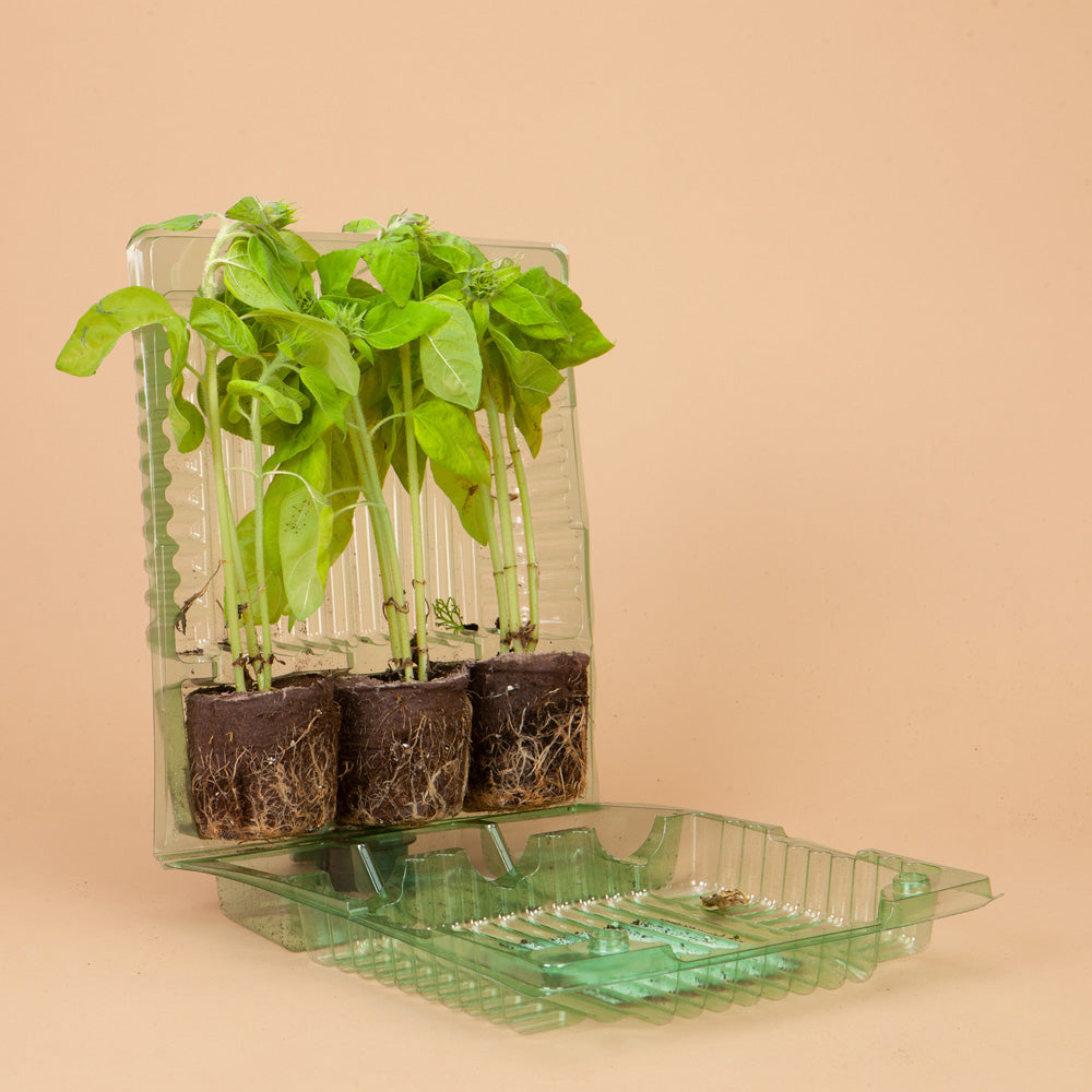 Astra Rose Cream Sunflower Plants