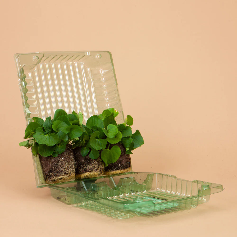 Natures Shade Mulberry Viola Plants