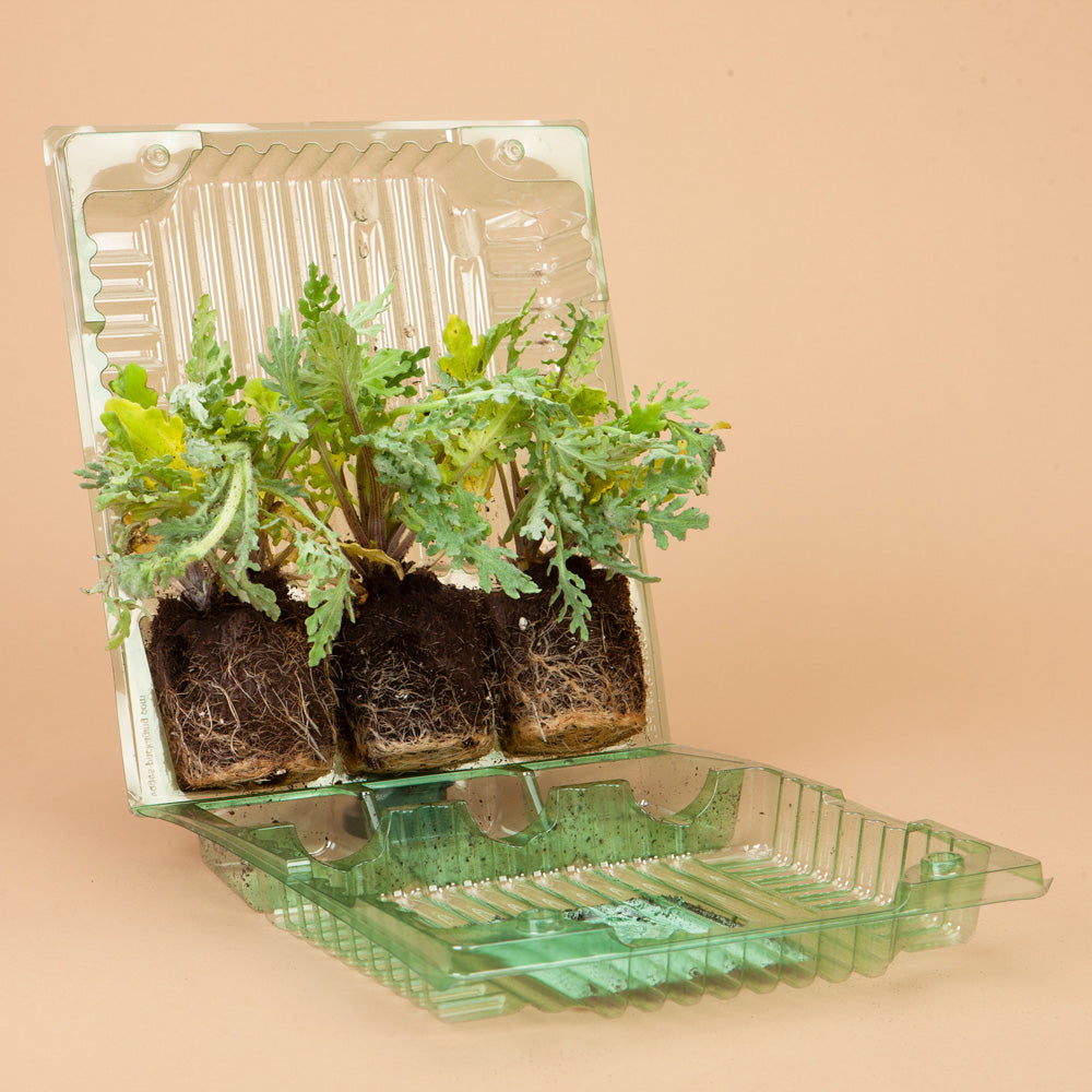 Moon Carrot Plants