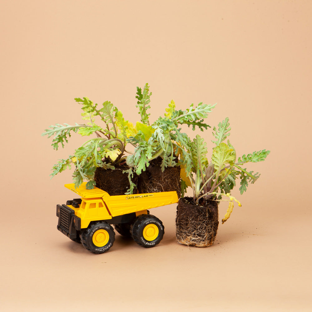 Strawberry Blonde Marigold Plants