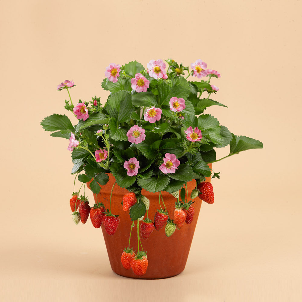 Pink Everbearing Strawberry Gasana Plants