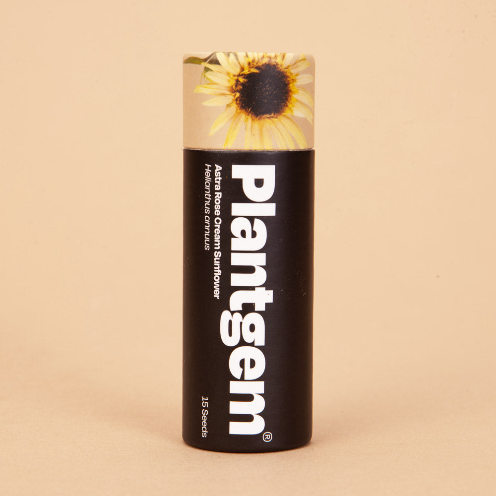 Astra Rose Cream Sunflower Seeds