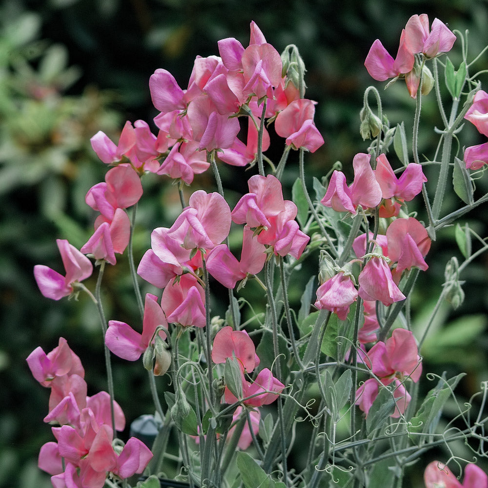 Sweet Pea Miss Willmott Seeds