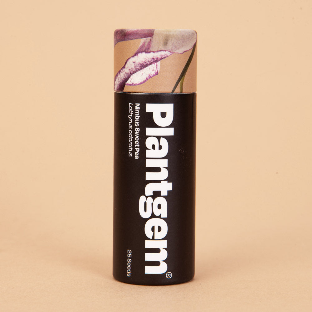 Sweet Pea Nimbus Seeds