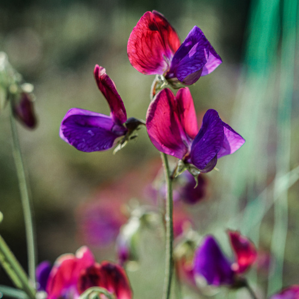 Old Spice Cupani Sweet Pea Seeds