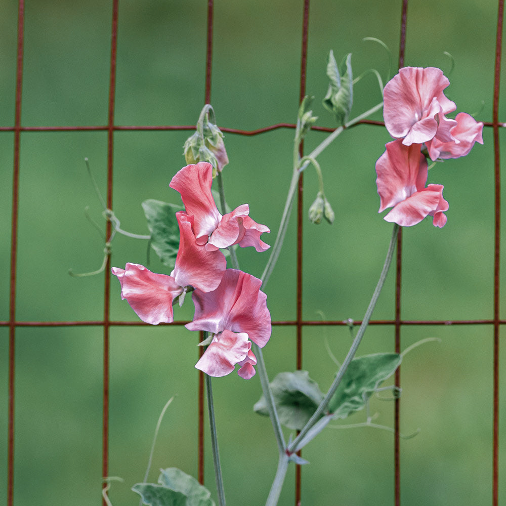 Mammoth Salmon Cream Sweet Pea Seeds