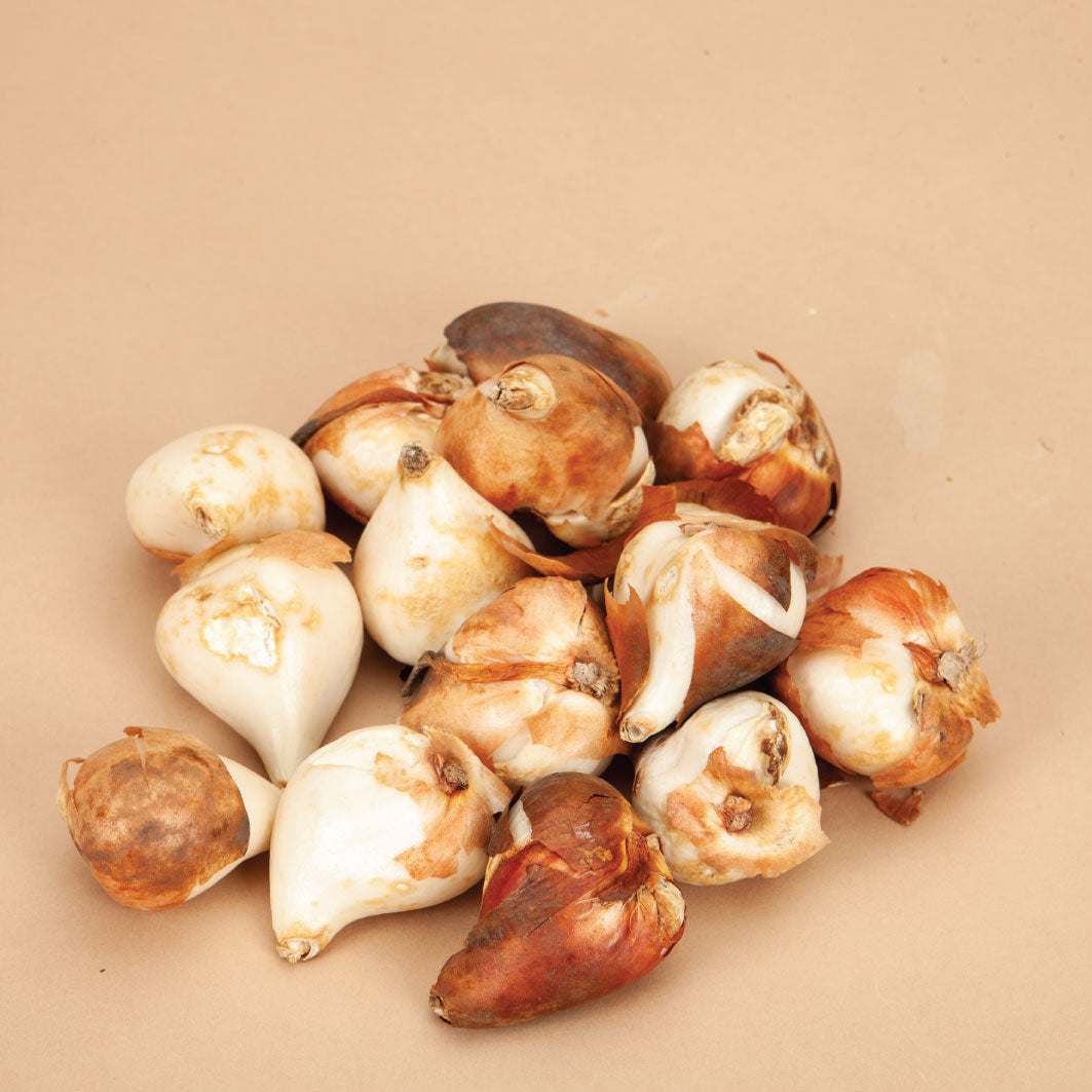 Claudia Tulip Bulbs