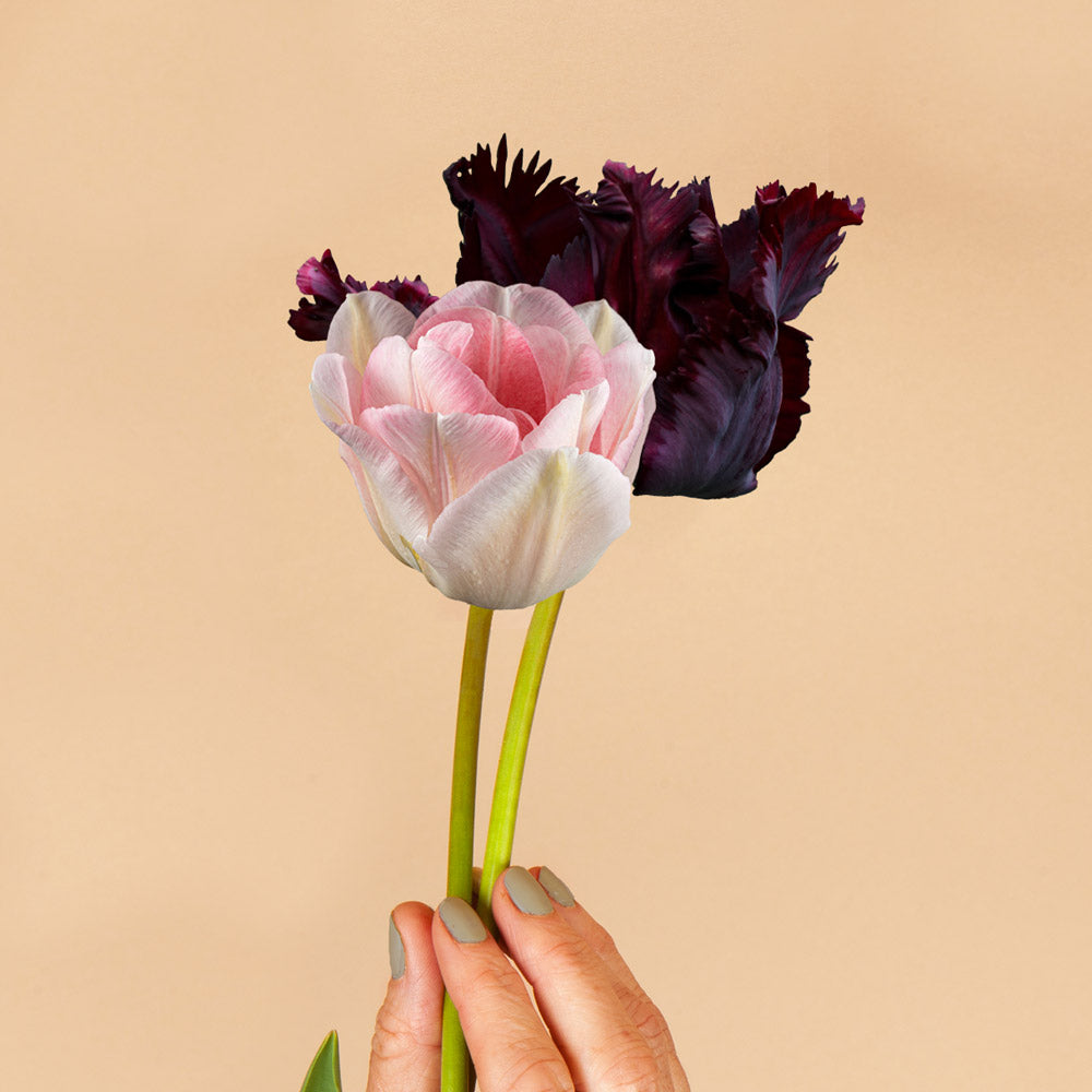 Leather and Lace Tulip Duo