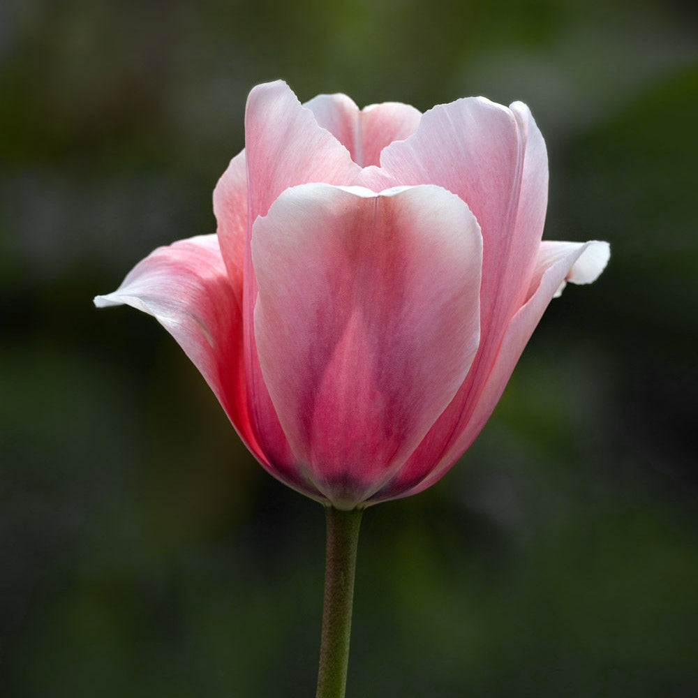 Salmon Impression Tulip Bulbs