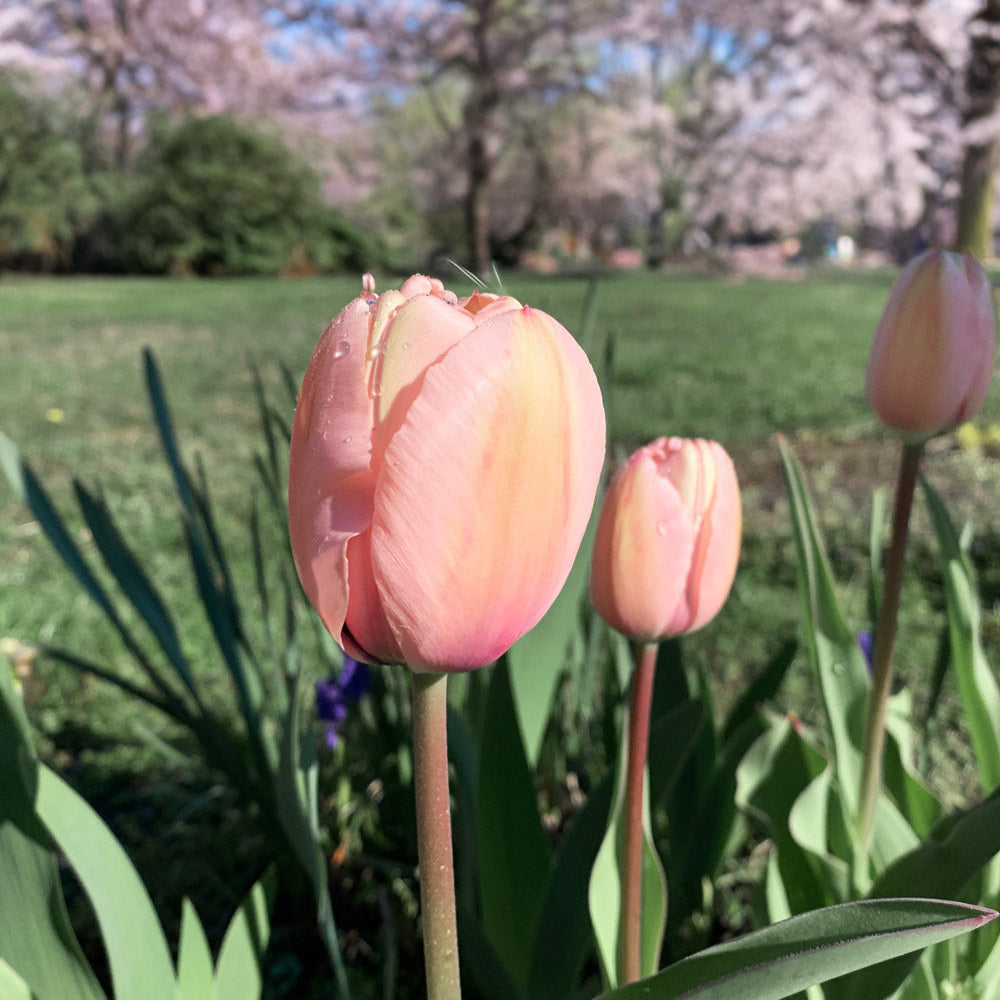 Salmon Impression Tulip Bulbs