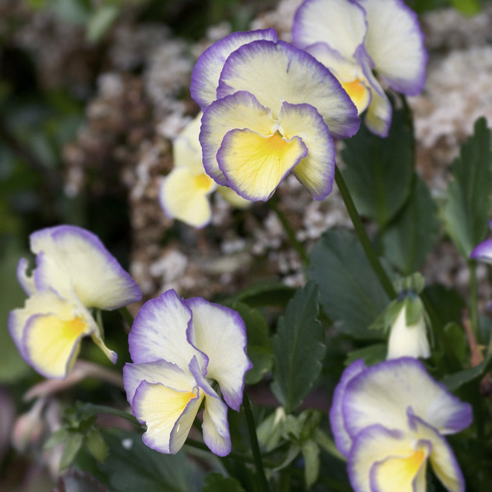 Etain Viola Plants