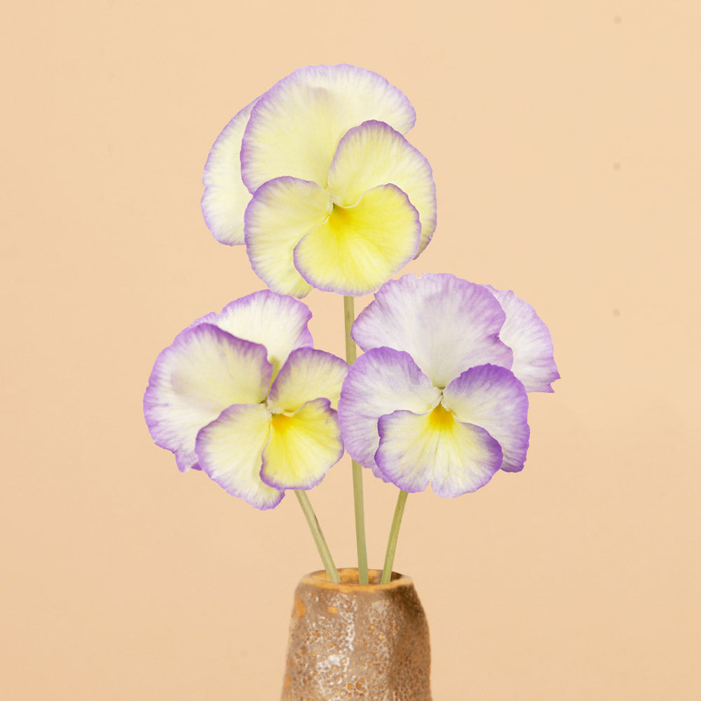 Etain Viola Plants