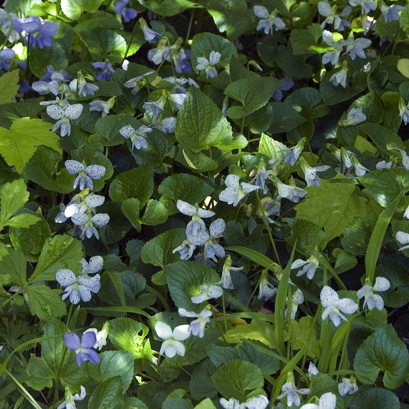 Viola Mix Seed Bundle