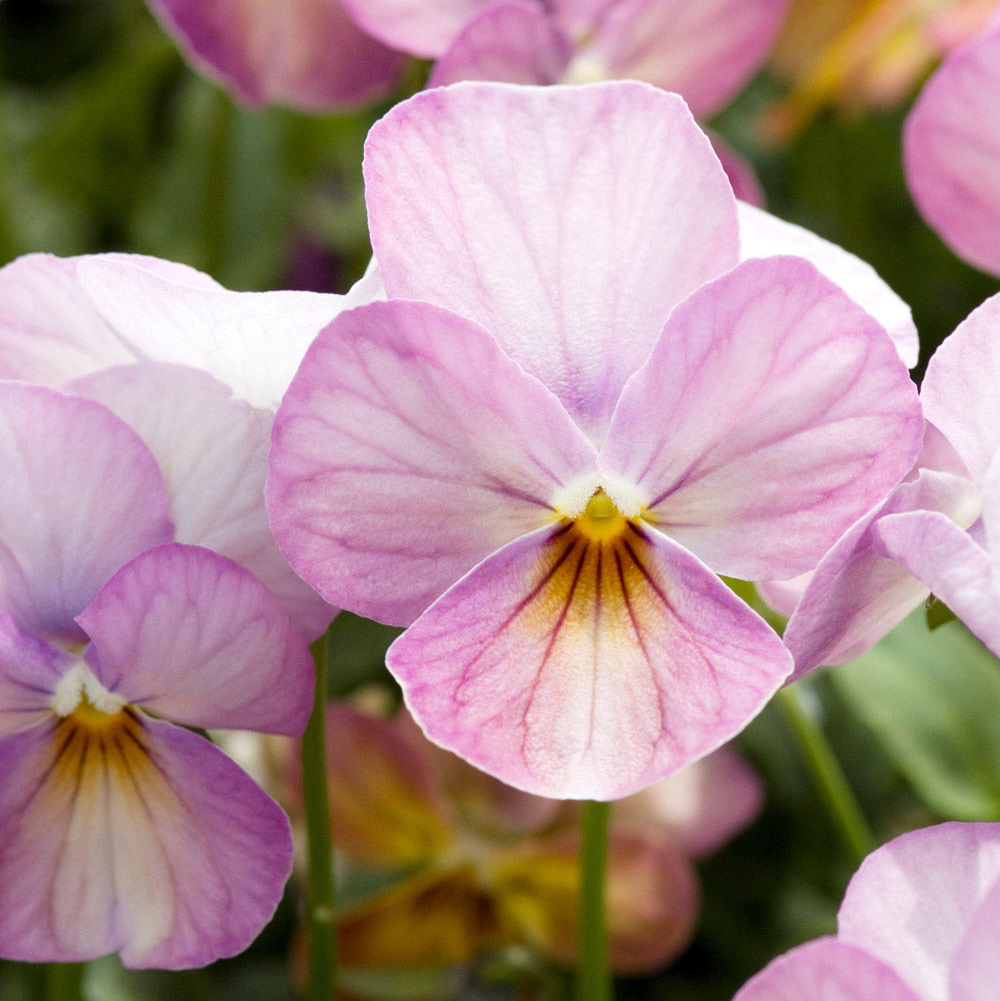Viola Mix Seed Bundle
