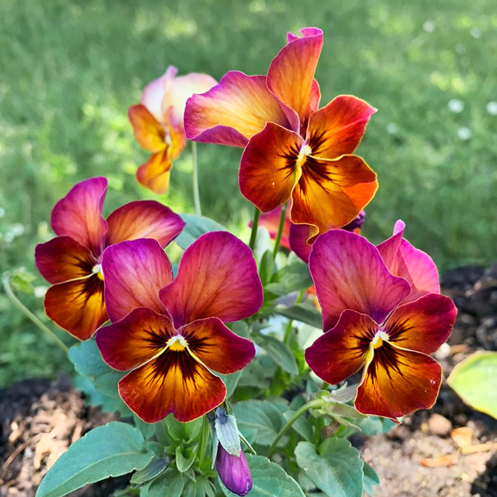 Natures Shade Mulberry Viola Plants