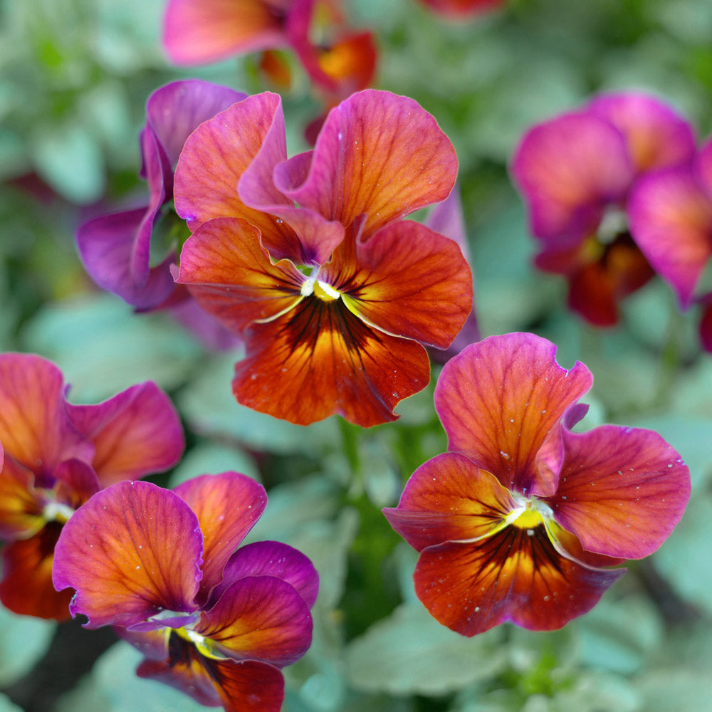 Natures Shade Mulberry Viola Plants