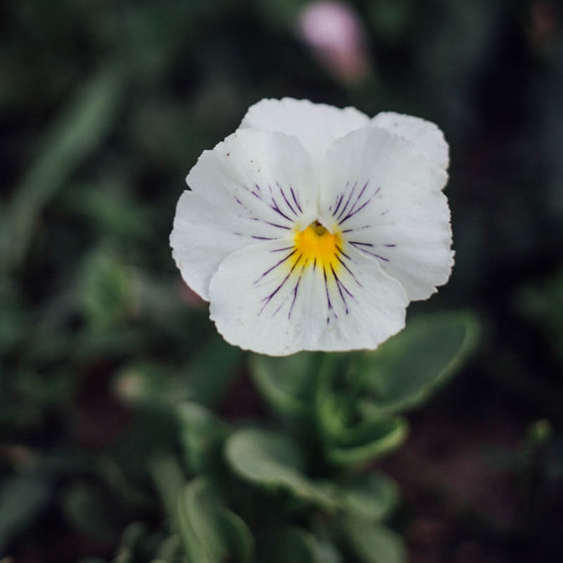 Cats White Viola Seeds