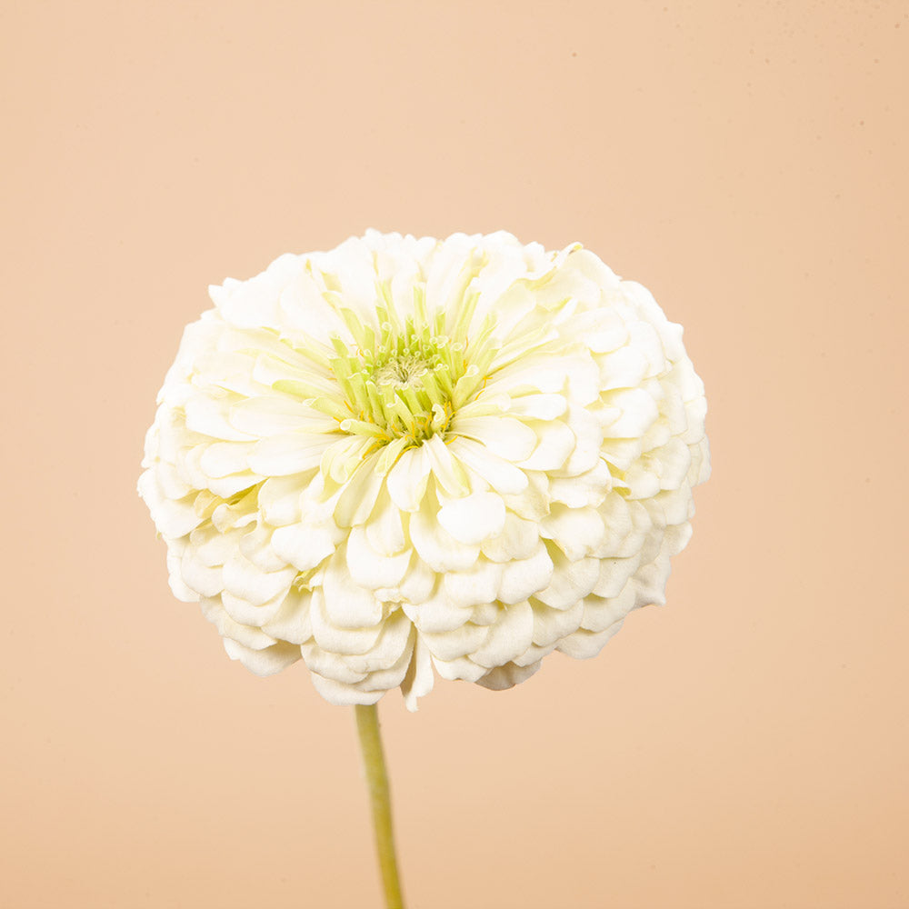Zinnia Mix Seed Bundle