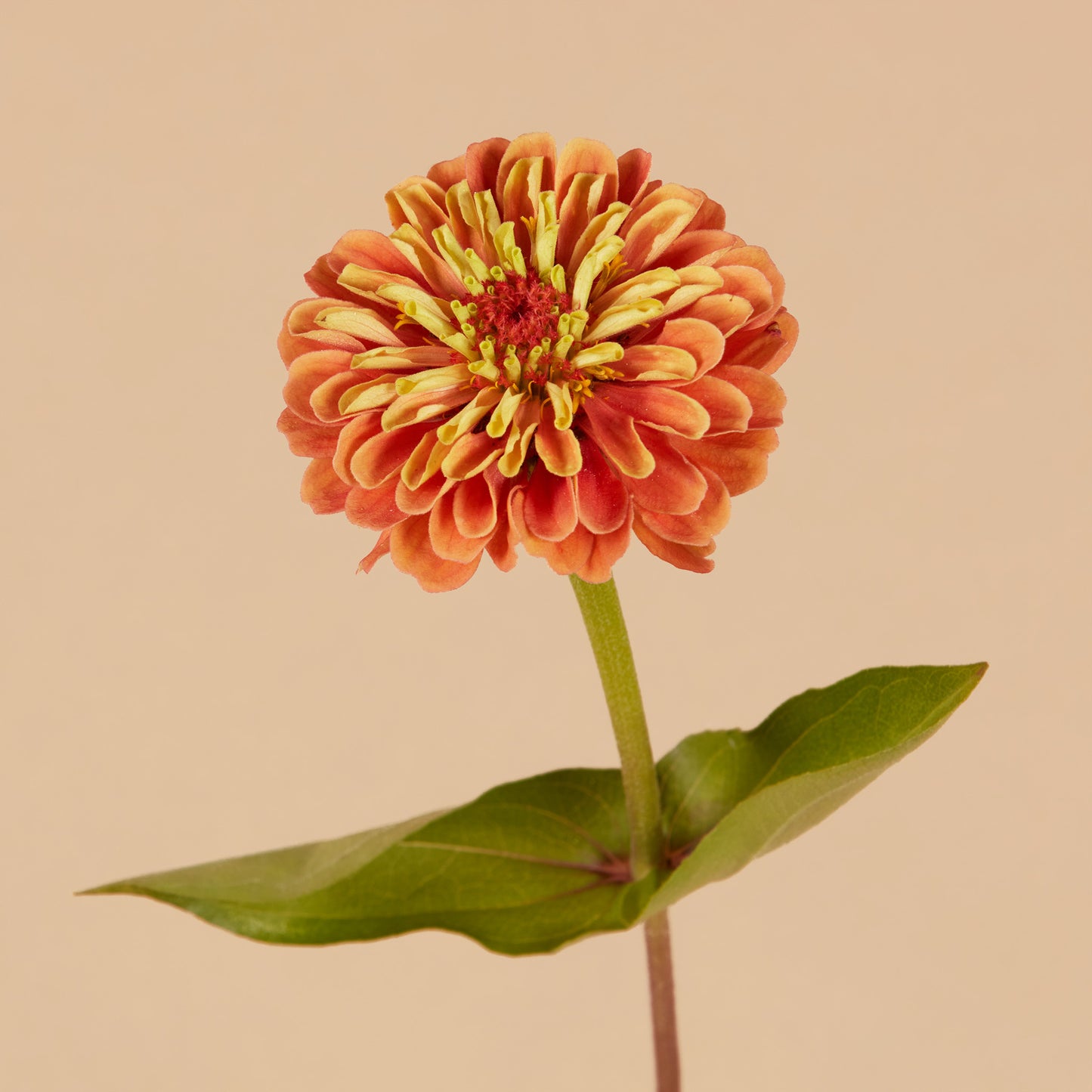 Zinnia Mix Seed Bundle