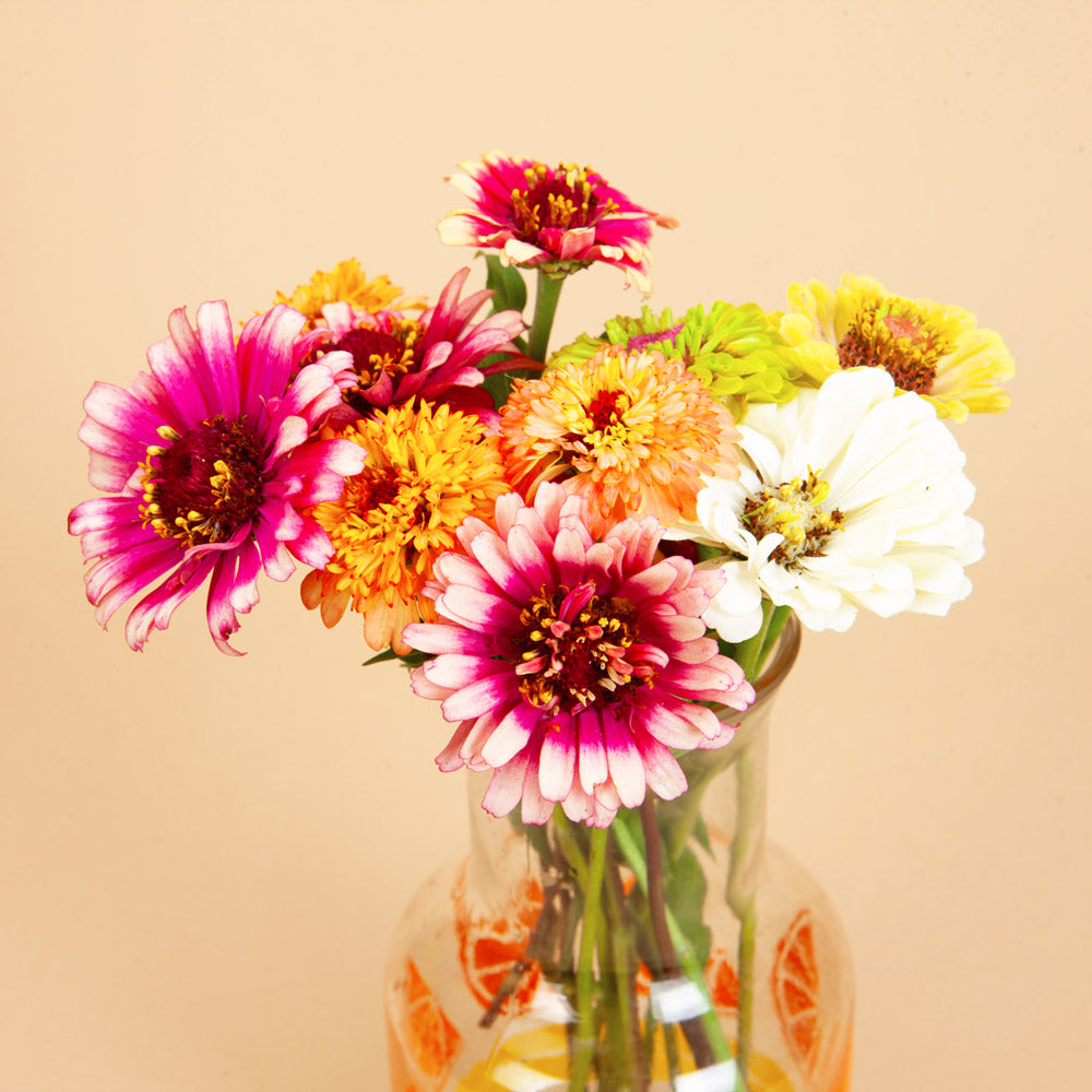 Zinnia Mix Seed Bundle