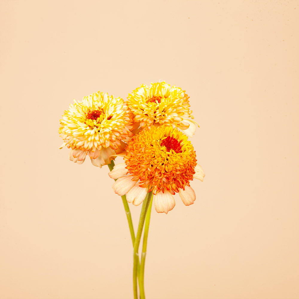 Zinnia Mix Seed Bundle