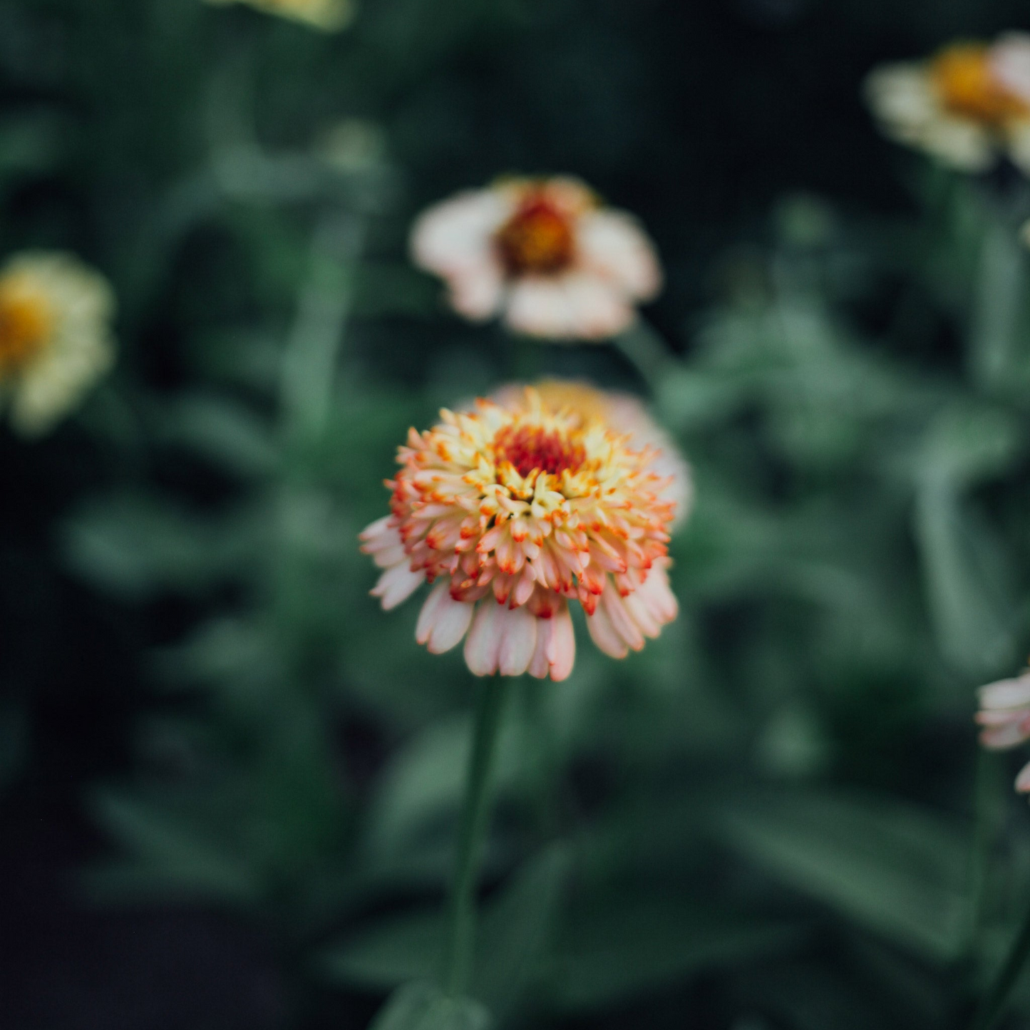 Cancer Seed Bundle
