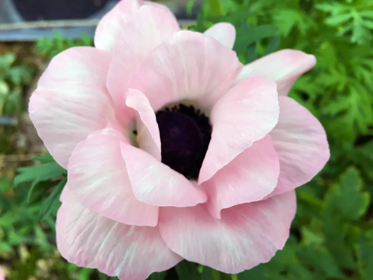 Anemone Mistral Plus Chiaro