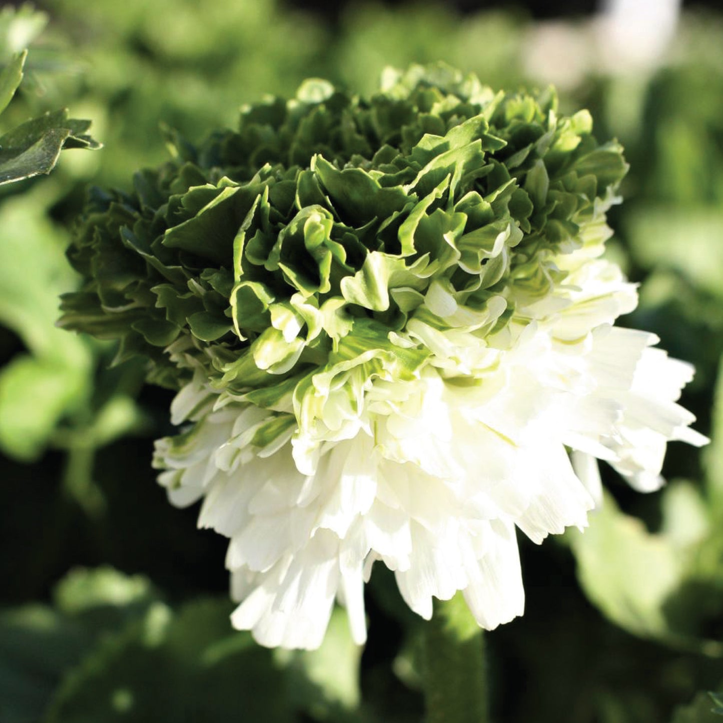 Elegance Festival Bianco Ranunculus Corms