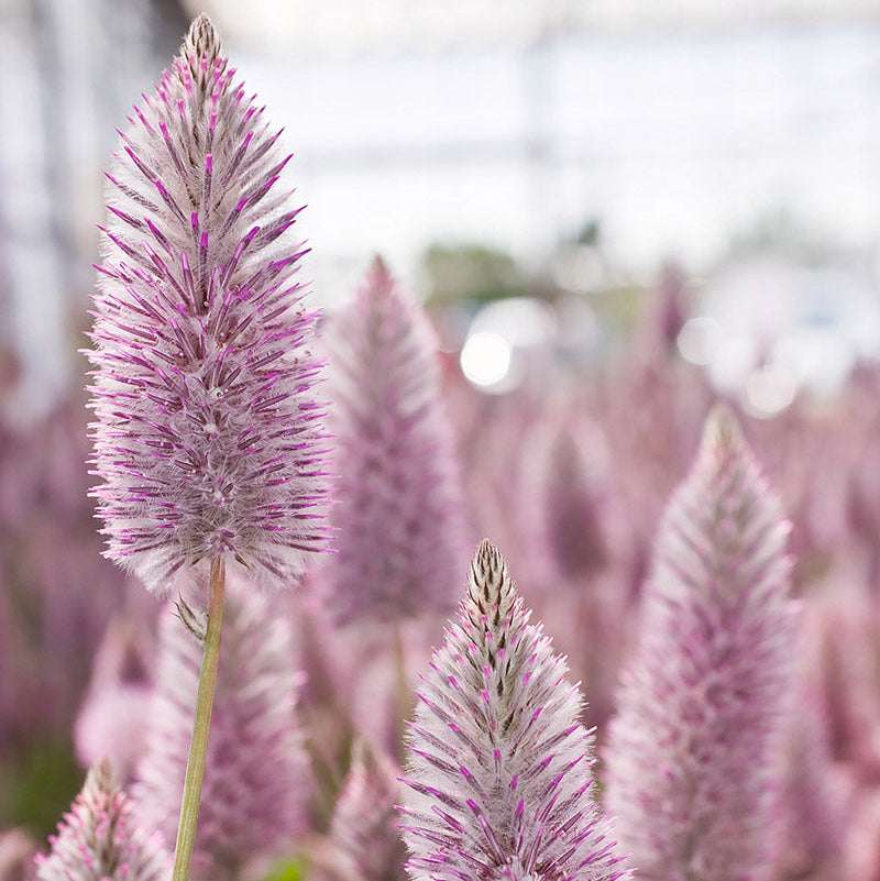 Joey Improved Ptilotus Plants
