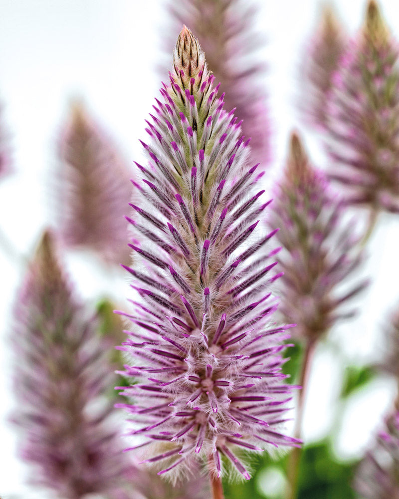 Joey Improved Ptilotus
