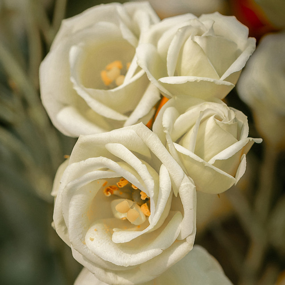 Corelli Yellow Lisianthus Plants