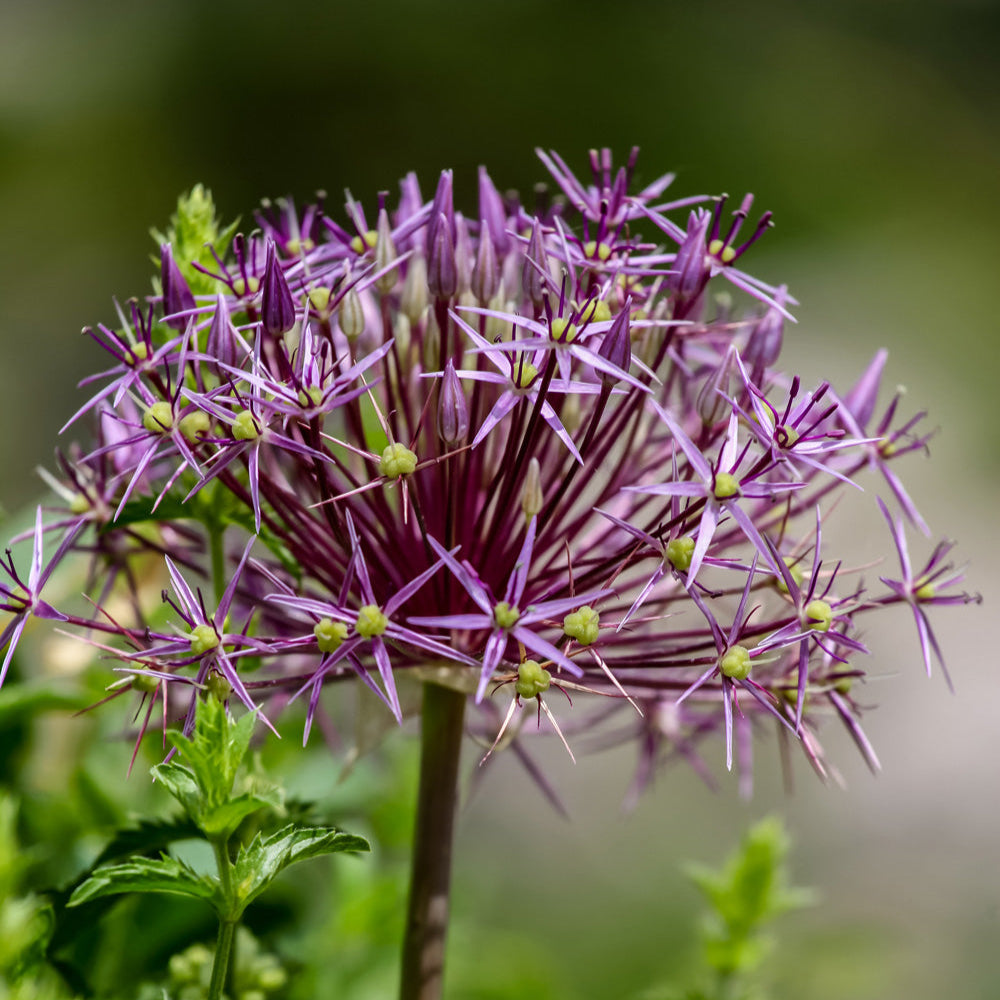 Christophii Allium Bulbs