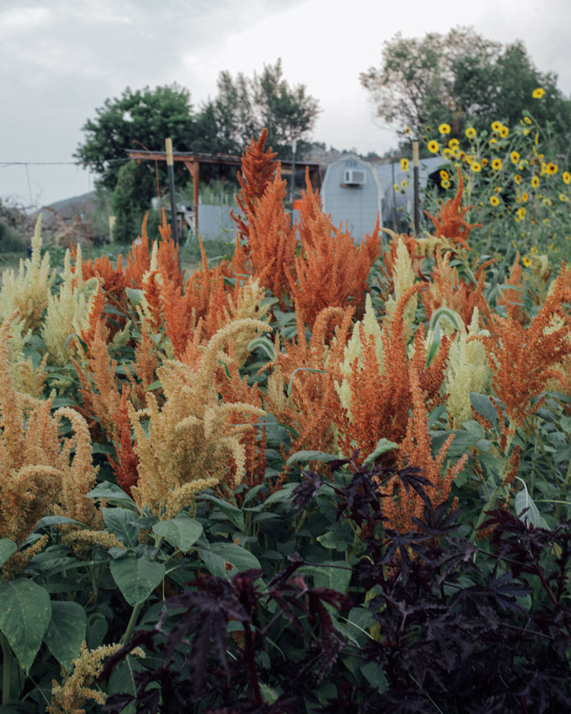 Amaranth Autumn Touch Seeds