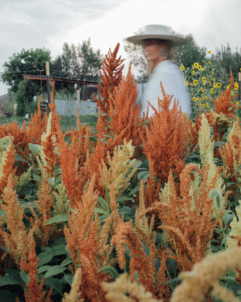 Amaranth Autumn Touch Seeds