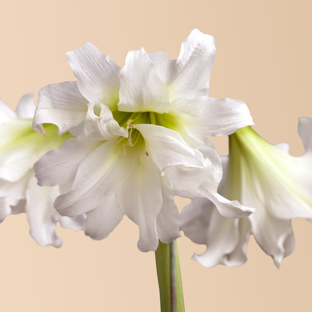 Ice Queen Amaryllis