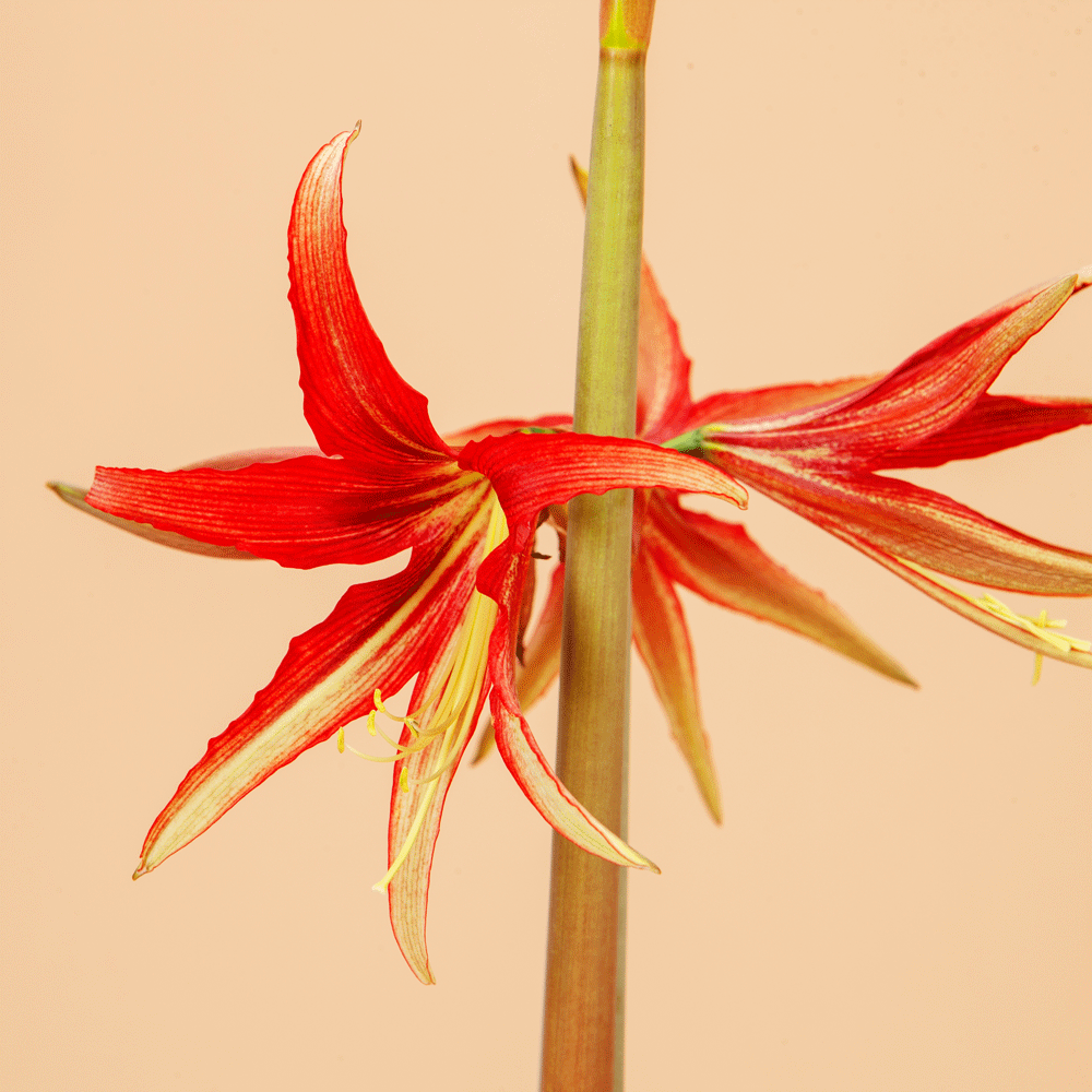 Amaryllis La Paz