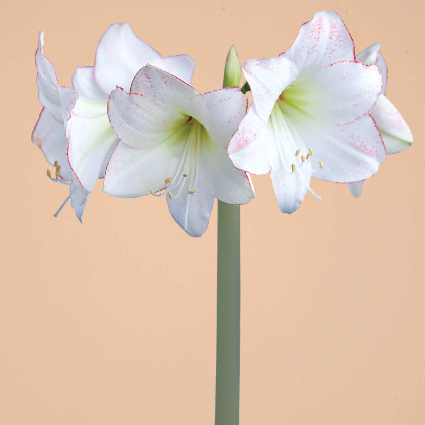 Picasso Picotee Amaryllis Bulb