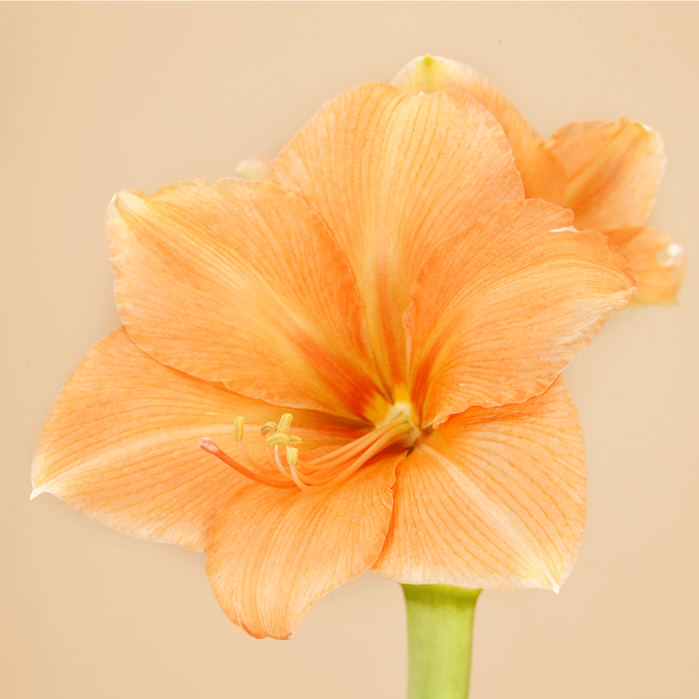 Rilona Amaryllis Bulb
