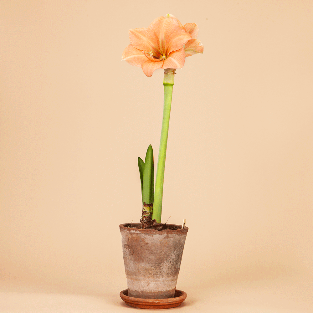 Rilona Amaryllis Bulb