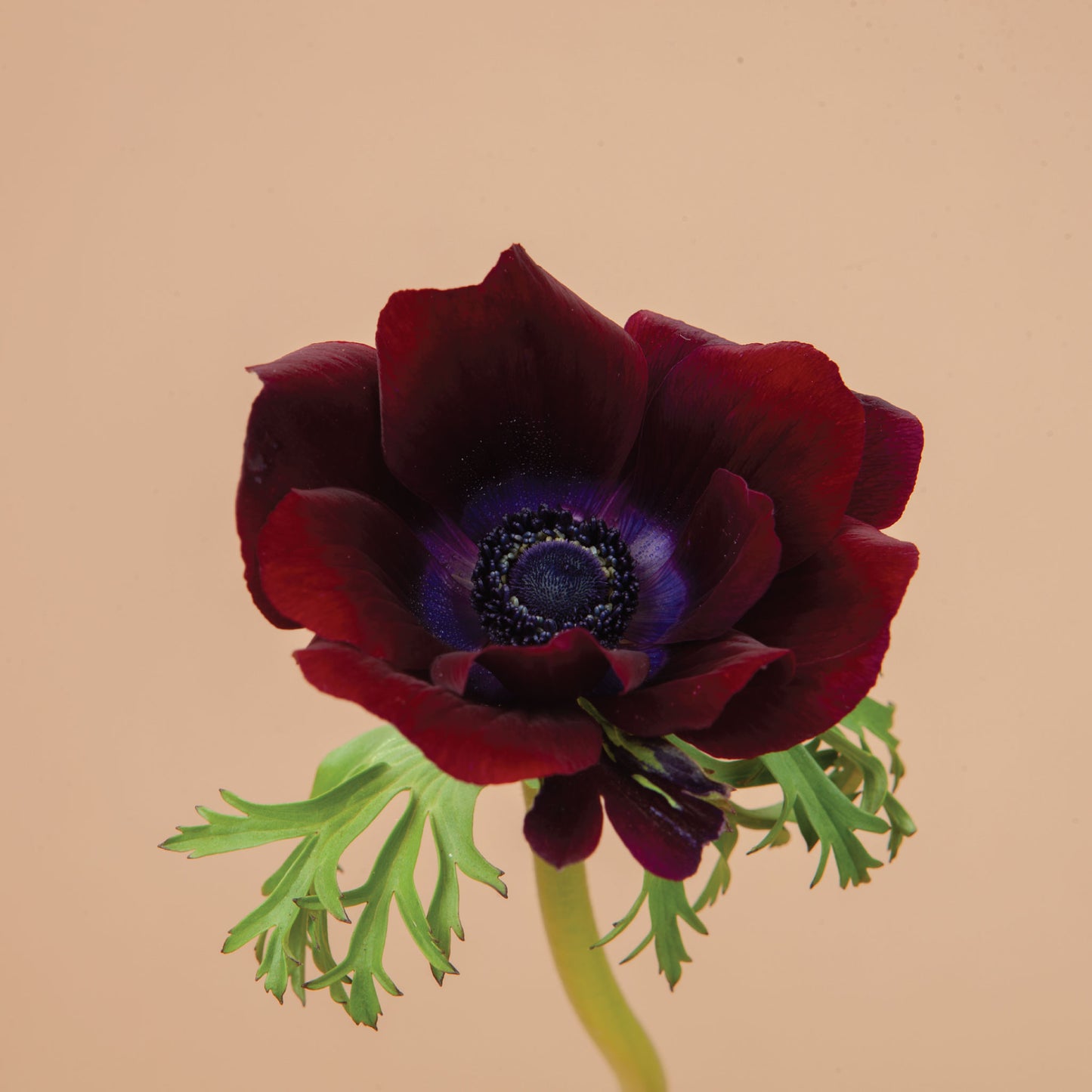 Carmel Bordeaux Anemone Corms