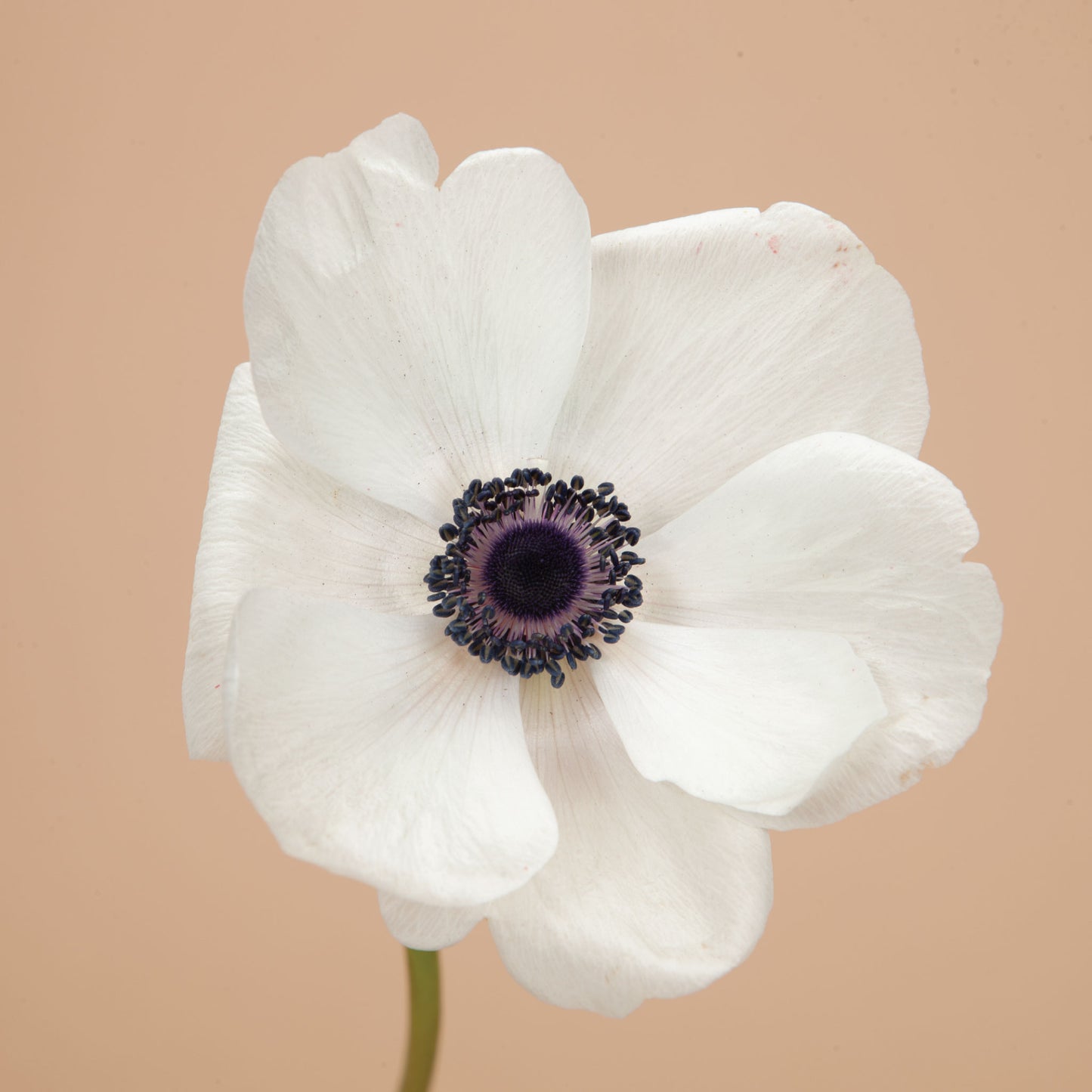 Marianne Panda White Anemone Corms